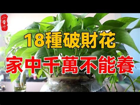 前陽台 招財植物|7月旺財！前陽台招財植物怎麼選